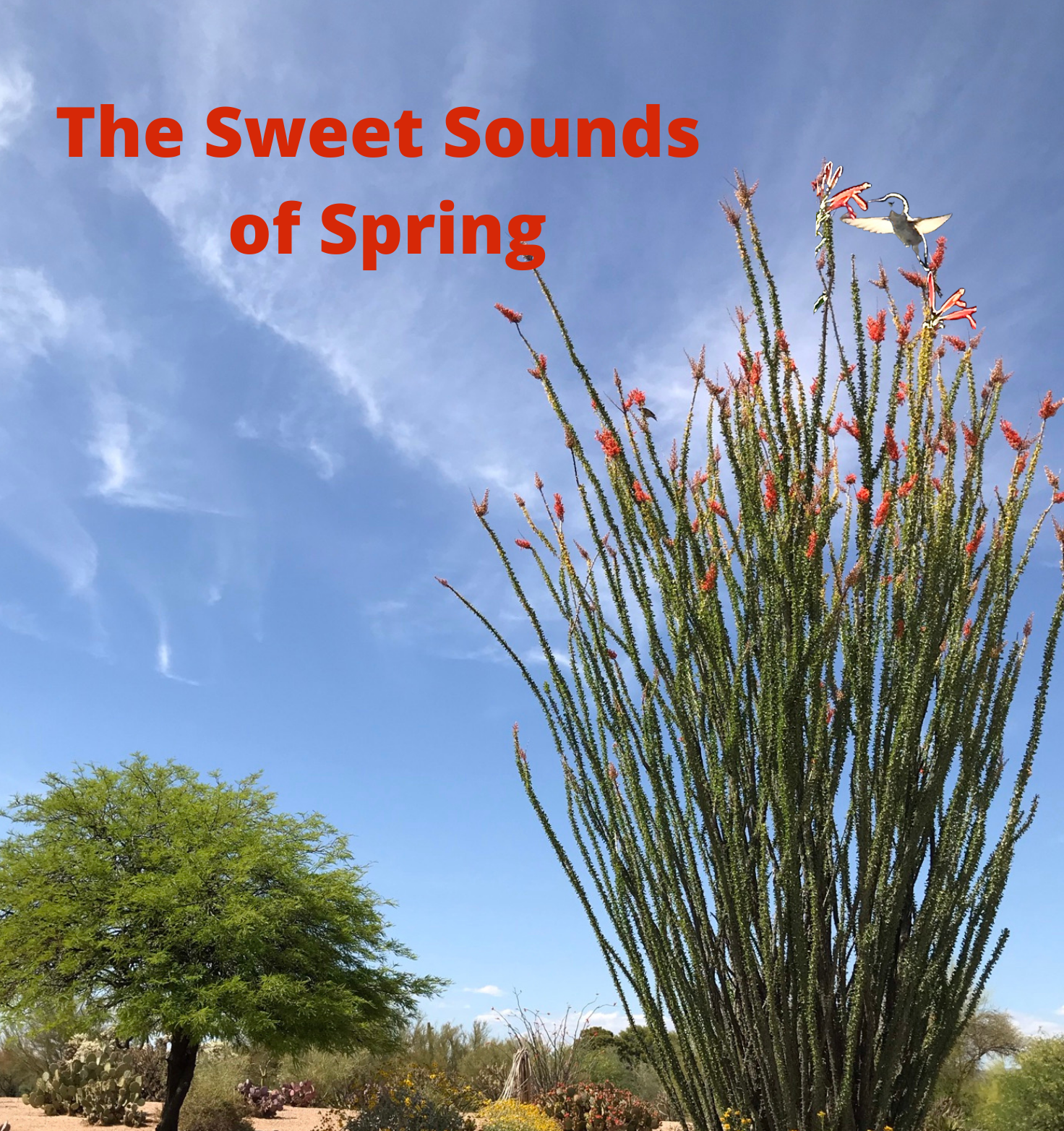 The sweetest sounds of spring