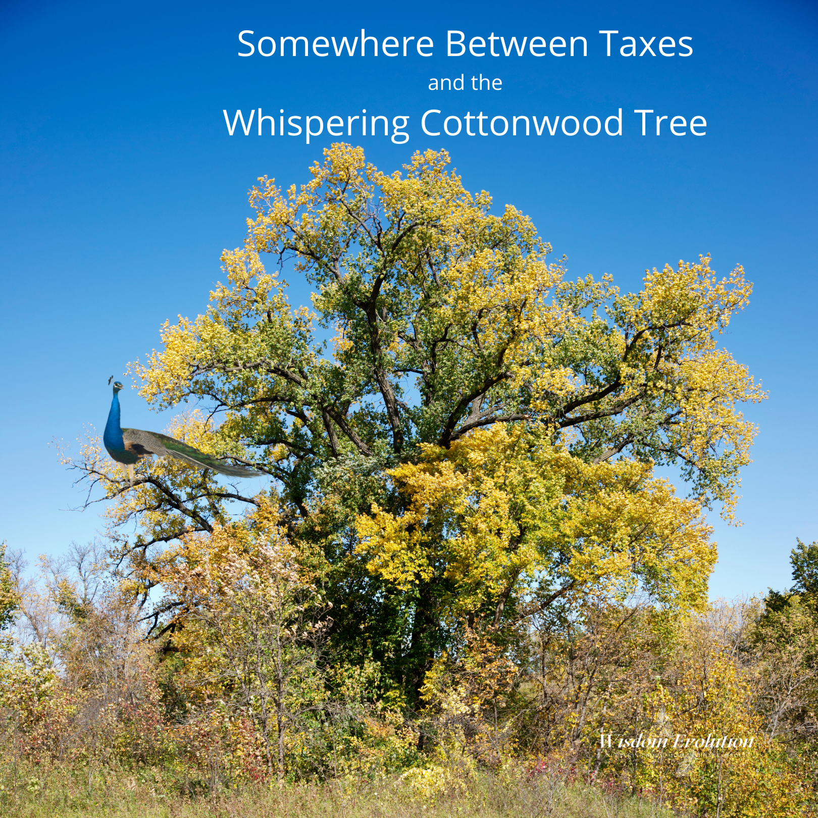 Musings under the cottonwood tree
